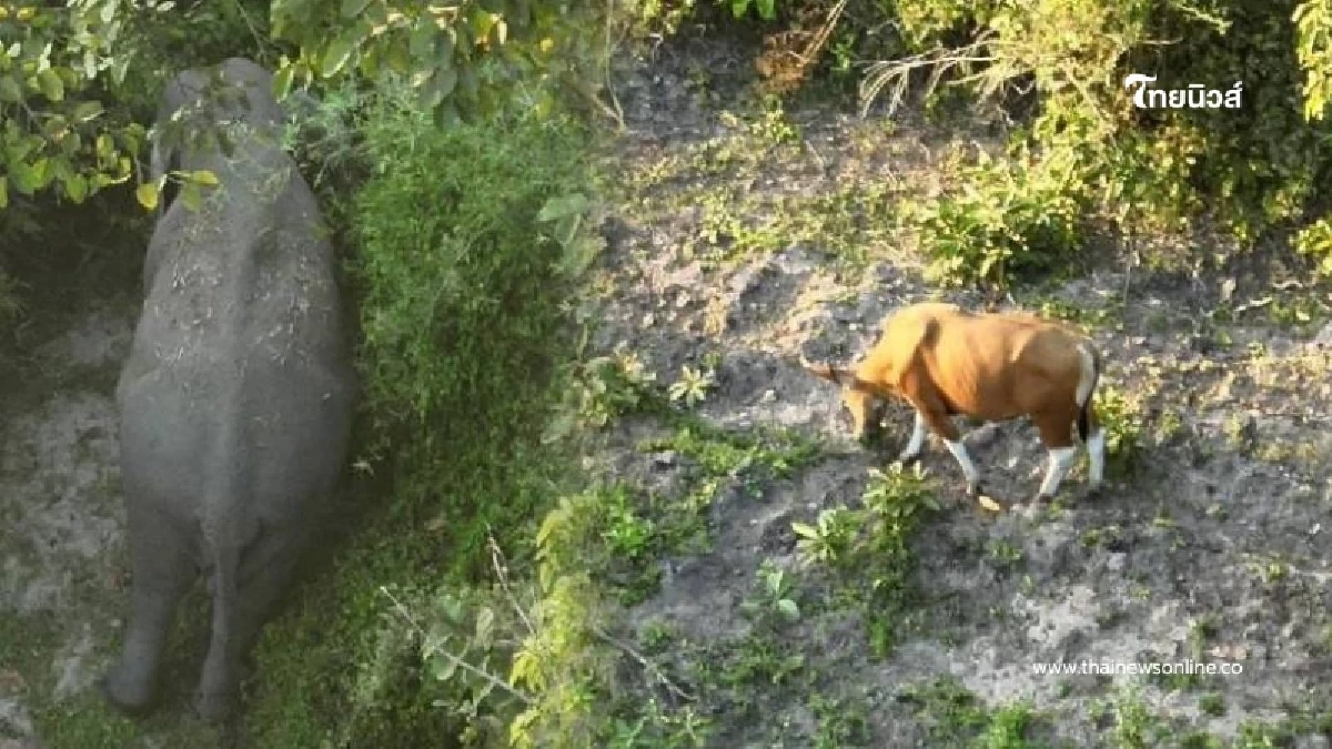 ภาพหาดูยาก โดรนจับชัดฝูงวัวแดง-ช้างป่า ออกหากินห้วยทับเสลา