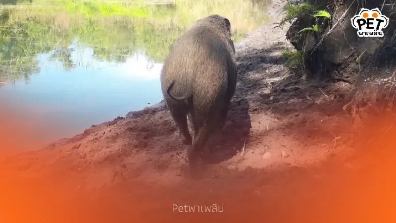 เปิดภาพลับทุ่งกบาลกะไบ สัตว์ป่าโผล่พรึบ 22 ชนิดรับลมหนาว เปิดภาพลับทุ่งกบาลกะไบ สัตว์ป่าโผล่พรึบ 22 ชนิดรับลมหนาว