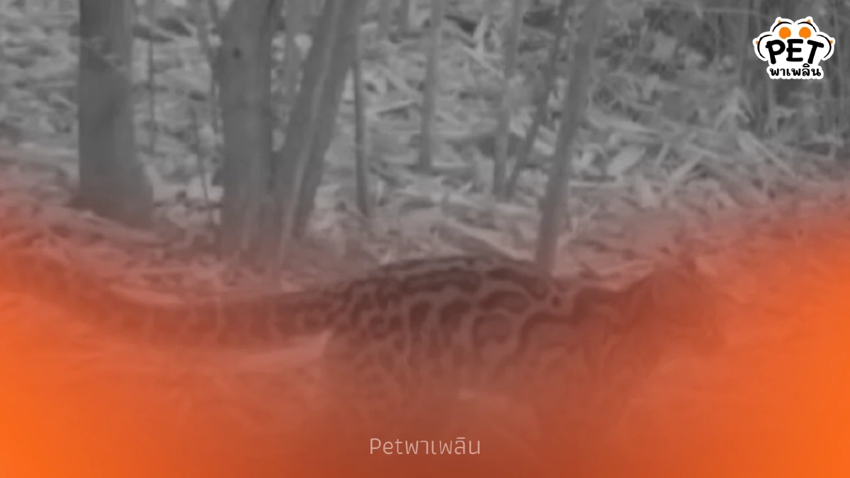 ฮือฮา! พบแมวลายหินอ่อน สัตว์สงวนหายากครั้งแรกที่ป่าละอู ฮือฮา! พบแมวลายหินอ่อน สัตว์สงวนหายากครั้งแรกที่ป่าละอู