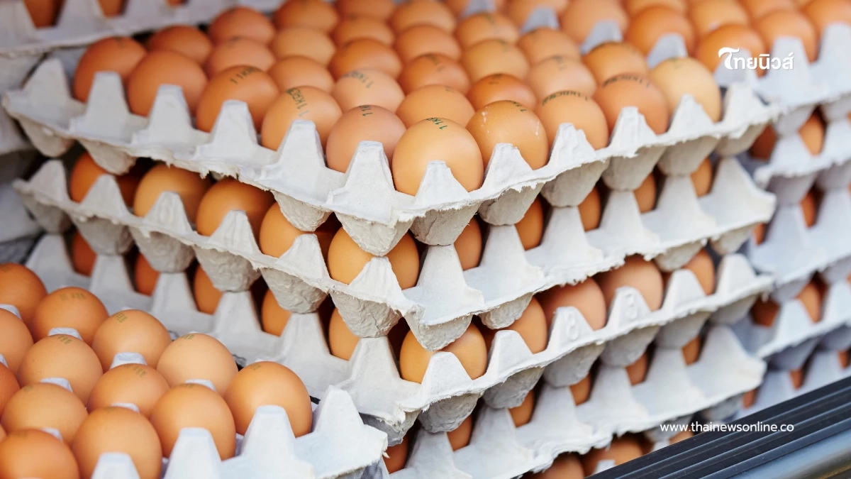 อย่าเสี่ยงไข่เน่า วิธีเช็กไข่สดก่อนตอก แบบมือโปรที่บ้านก็ทำได้ อย่าเสี่ยงไข่เน่า วิธีเช็กไข่สดก่อนตอก แบบมือโปรที่บ้านก็ทำได้