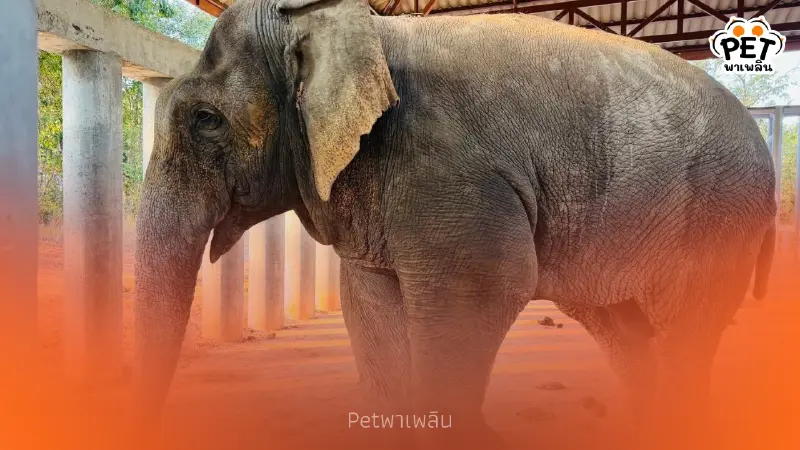 อัปเดต "สีดอแก้ว" ปรับตัวดีที่ช่องกล่ำบน สัตวแพทย์ดูแลใกล้ชิด อัปเดต "สีดอแก้ว" ปรับตัวดีที่ช่องกล่ำบน สัตวแพทย์ดูแลใกล้ชิด