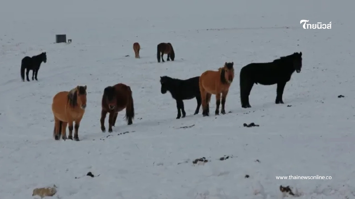 มองโกเลียวิกฤต! 9 จังหวัดเผชิญ "ซูด" อากาศหนาวจัดทำปศุสัตว์ล้ม