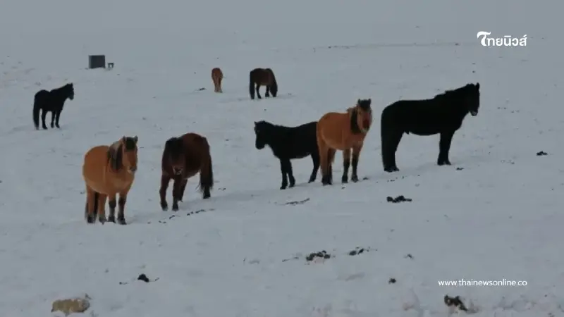 มองโกเลียวิกฤต! 9 จังหวัดเผชิญ "ซูด" อากาศหนาวจัดทำปศุสัตว์ล้ม