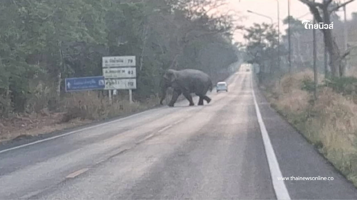 นาทีระทึก! ฝูงช้างป่า 80 ตัวบุกถล่มสวน เผยนาทีทำร้ายคนงานสาหัส