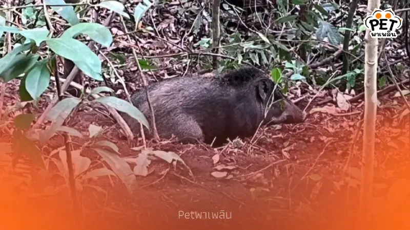 นาทีชีวิต! ช่วยหมูป่าดอยสุเทพติดแร้วพรานป่า บาดเจ็บสาหัส