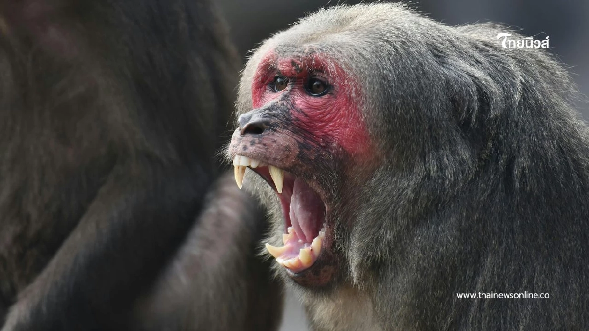 ฝีดาษวานรยังพบผู้ป่วยต่อเนื่อง แม้ยังไม่ระบาดเป็นวงกว้าง