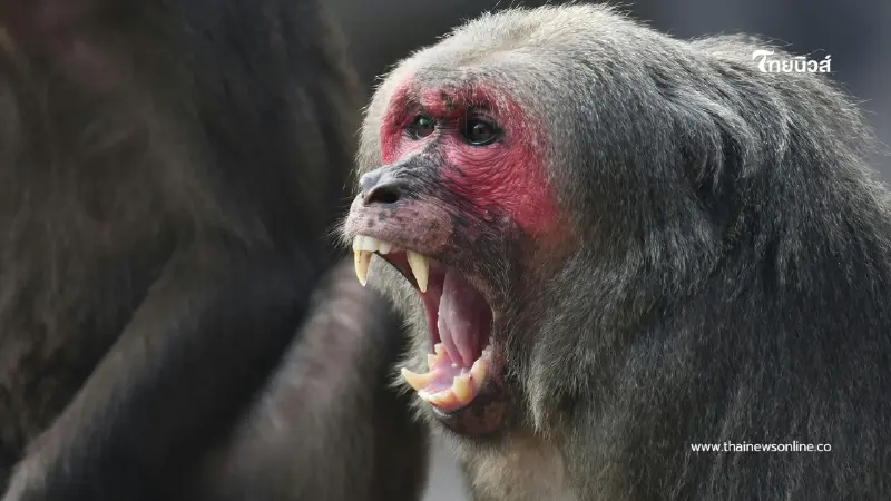 ฝีดาษวานรยังพบผู้ป่วยต่อเนื่อง แม้ยังไม่ระบาดเป็นวงกว้าง