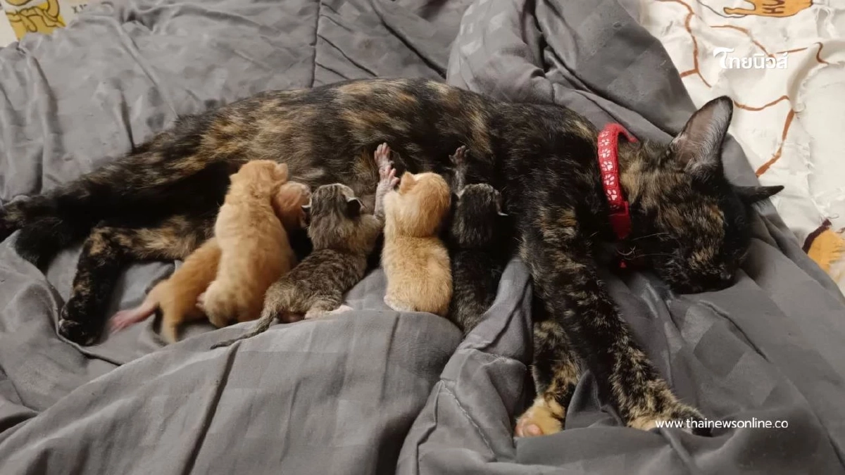 ภารกิจสำเร็จ! ตำรวจทางหลวงอยุธยาช่วยแมวพลัดหลงได้กลับบ้านแล้ว ภารกิจสำเร็จ! ตำรวจทางหลวงอยุธยาช่วยแมวพลัดหลงได้กลับบ้านแล้ว