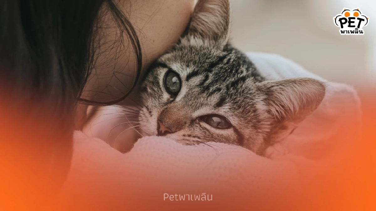 ไขคำตอบ 4 เหตุผลหลักที่ทำให้แมวไม่มีกลิ่นตัวเหมือนสุนัข