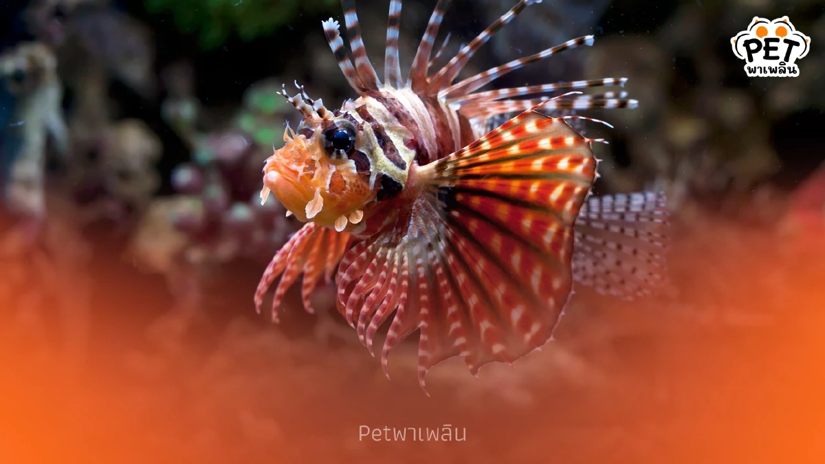 "เอเลี่ยนปลาสิงโตบุกทะเล ชูแคมเปญบริโภคกู้ระบบนิเวศ" "เอเลี่ยนปลาสิงโตบุกทะเล ชูแคมเปญบริโภคกู้ระบบนิเวศ"