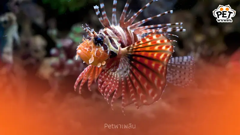 "เอเลี่ยนปลาสิงโตบุกทะเล ชูแคมเปญบริโภคกู้ระบบนิเวศ" "เอเลี่ยนปลาสิงโตบุกทะเล ชูแคมเปญบริโภคกู้ระบบนิเวศ"