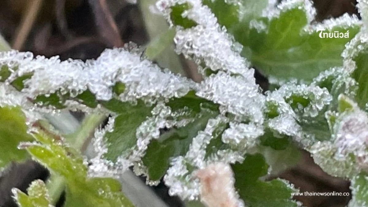 ผู้เชี่ยวชาญชี้อากาศเย็นลากถึง ก.พ. 69 พร้อมผลกระทบที่ห่วง