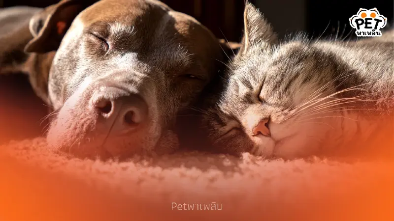 กทม. เปิดจดทะเบียนและฝังไมโครชิปสัตว์เลี้ยงฟรี รับกฎหมายใหม่