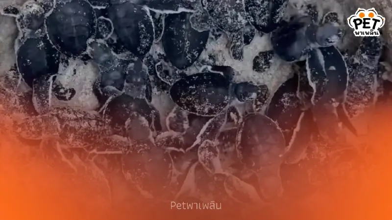 สิมิลันเฮ! ลูกเต่าตนุรังที่ 3 ฟักตัว 51 ตัว ลงสู่ทะเลอันดามัน