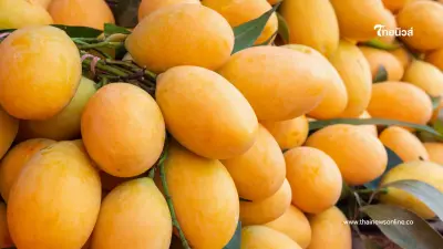 ขึ้นทะเบียน GI มะยงชิดแม่ย่าสุโขทัย ดันเศรษฐกิจท้องถิ่นพุ่ง