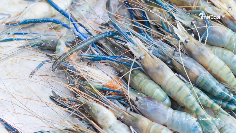 วิธีเลือกกุ้งสดจริง ไม่ใช่กุ้งอัดสาร เช็กง่ายๆ 6 จุด จำครั้งเดียวใช้คุ้มตลอดไป วิธีเลือกกุ้งสดจริง ไม่ใช่กุ้งอัดสาร เช็กง่ายๆ 6 จุด จำครั้งเดียวใช้คุ้มตลอดไป