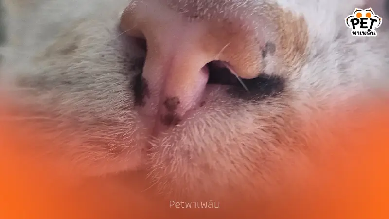 ทำความรู้จัก Lentigo ภาวะจุดดำบนปากแมว เรื่องปกติที่ทาสต้องรู้