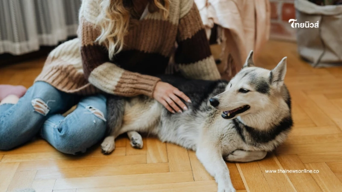 กทม. ยืดเวลาคุม เลี้ยงหมา-แมว อีก 1 ปี ปรับปรุงระบบให้ดีกว่าเดิม