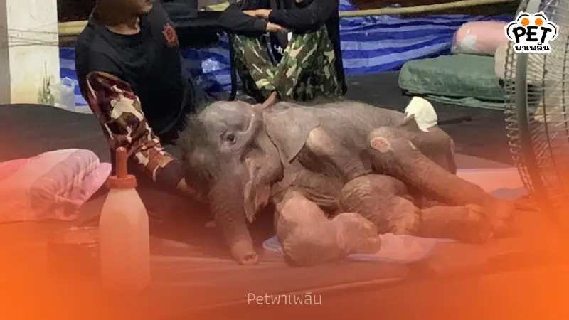อัปเดตอาการพังข้าวต้ม ลูกช้างป่าบึงฉวาก ทีมหมอเฝ้าดูแลใกล้ชิด