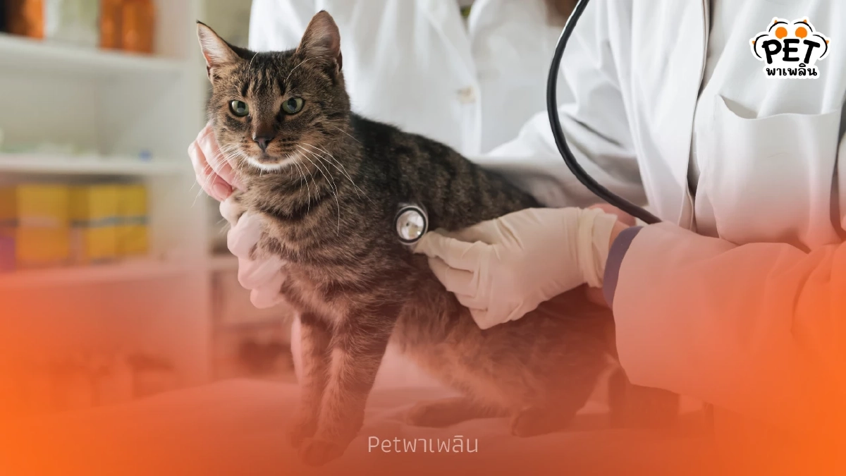 วิธีปฐมพยาบาลเมื่อแมวชัก ข้อควรทำและห้ามทำเพื่อความปลอดภัย วิธีปฐมพยาบาลเมื่อแมวชัก ข้อควรทำและห้ามทำเพื่อความปลอดภัย