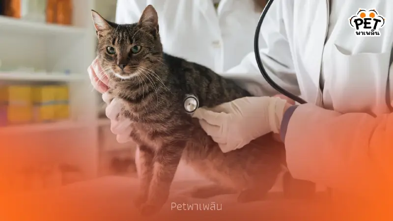 วิธีปฐมพยาบาลเมื่อแมวชัก ข้อควรทำและห้ามทำเพื่อความปลอดภัย วิธีปฐมพยาบาลเมื่อแมวชัก ข้อควรทำและห้ามทำเพื่อความปลอดภัย