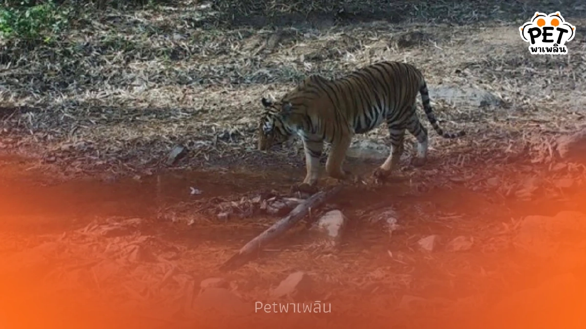 ทุ่งใหญ่นเรศวรฯ เผยภาพแมวป่า 6 ชนิด ยันความอุดมสมบูรณ์ไทย