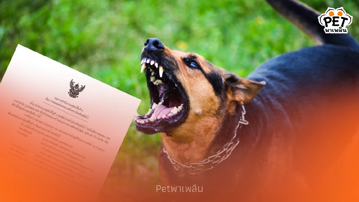 กทม. เตือนเขตลุ่มเจ้าพระยา เฝ้าระวังโรคพิษสุนัขบ้าระบาด กทม. เตือนเขตลุ่มเจ้าพระยา เฝ้าระวังโรคพิษสุนัขบ้าระบาด