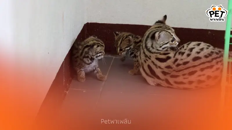 ว้าวุ่นทั้งคลินิก! เมื่อ แมวดาวตัวตึง ต้องกลายเป็นพี่เลี้ยงเด็ก ว้าวุ่นทั้งคลินิก! เมื่อ แมวดาวตัวตึง ต้องกลายเป็นพี่เลี้ยงเด็ก