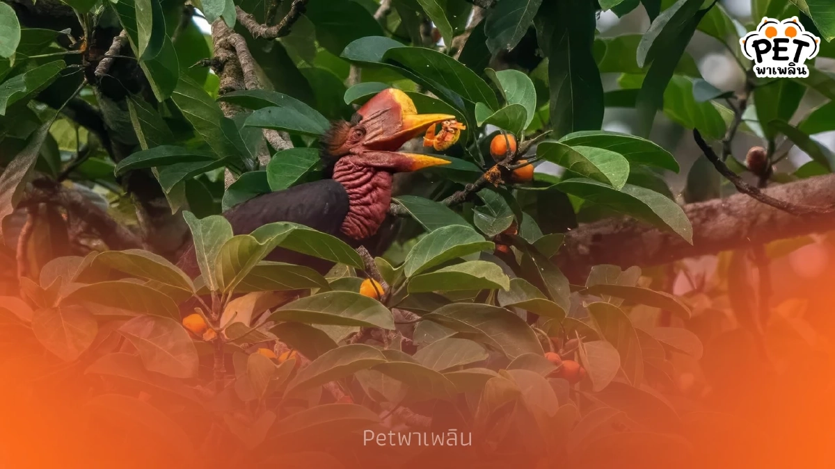 ความหวังป่า พบ "นกชนหิน" สัตว์ป่าสงวนหายาก โผล่กลางป่าคลองแสง