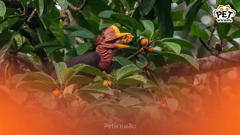 ความหวังป่า พบ "นกชนหิน" สัตว์ป่าสงวนหายาก โผล่กลางป่าคลองแสง