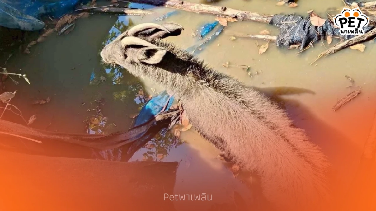 นาทีชีวิต! เลียงผาหนัก 80 กิโลฯ ตกถังพักน้ำ สู้สุดใจรอคนช่วย