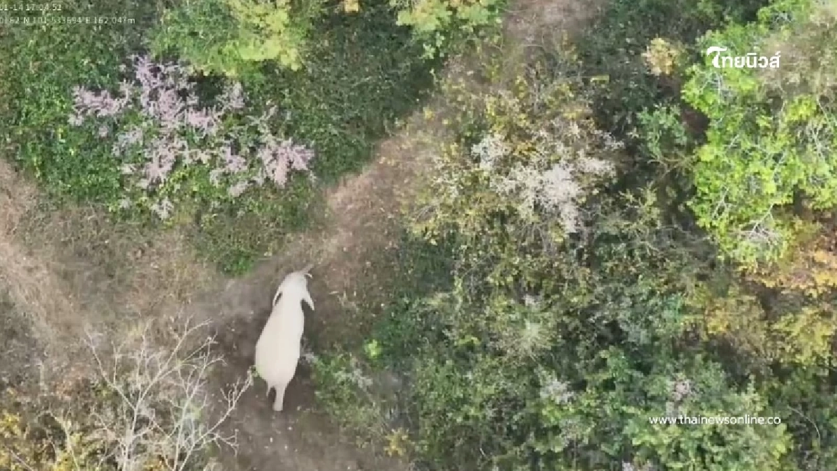 คุมเข้ม 5 จังหวัด เฝ้าระวัง-ผลักดันช้างป่า ป้องกันวิกฤตพืชผลเสียหาย