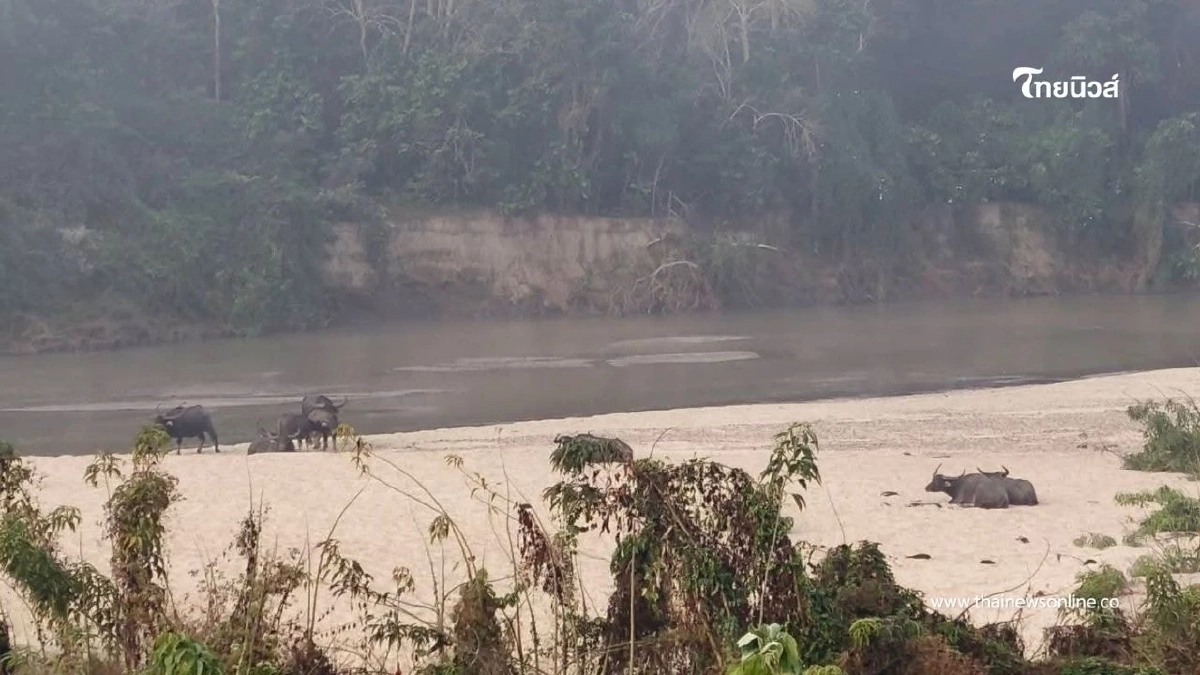 สำรวจประชากรควายป่า ห้วยขาแข้งตอนใต้ ติดตั้งกล้องดักถ่าย 25 จุด