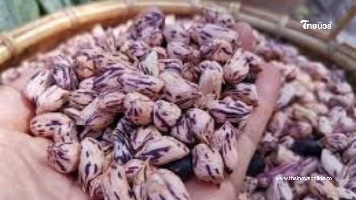 ถั่วลายเสือ ธัญพืชมากคุณค่า ทางเลือกเพื่อการดูแลสุขภาพอย่างสมดุล