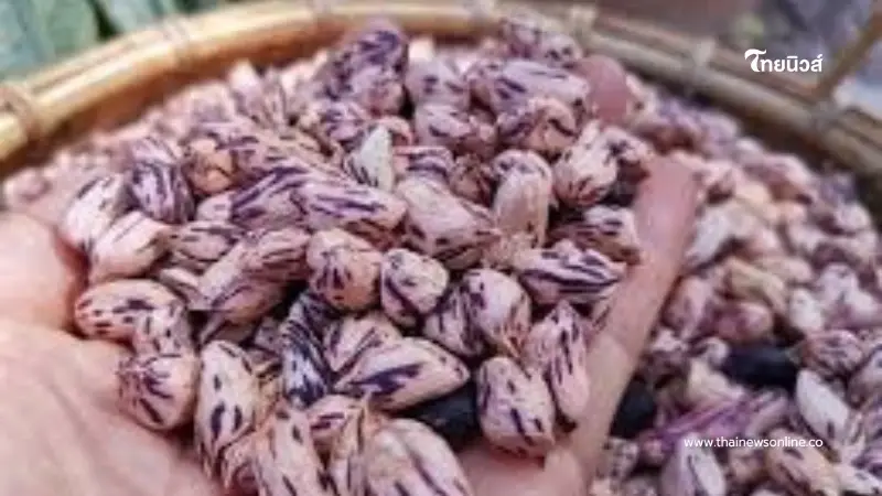 ถั่วลายเสือ ธัญพืชมากคุณค่า ทางเลือกเพื่อการดูแลสุขภาพอย่างสมดุล