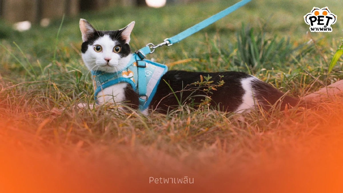 วิธีใส่สายจูงแมว แมวไม่เครียด เดินเที่ยวอย่างปลอดภัย