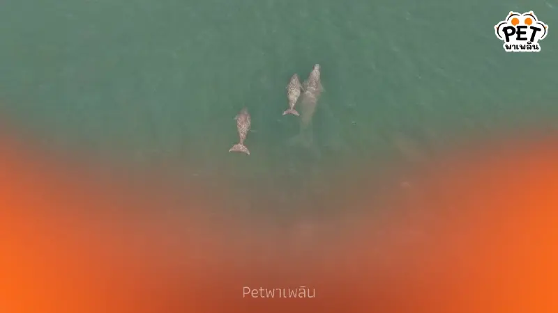 ข่าวดี พบแม่ลูกพะยูน 2 คู่ สัญญาณบวกระบบนิเวศหมู่เกาะพีพีฟื้นตัว