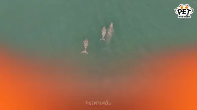 ข่าวดี พบแม่ลูกพะยูน 2 คู่ สัญญาณบวกระบบนิเวศหมู่เกาะพีพีฟื้นตัว ข่าวดี พบแม่ลูกพะยูน 2 คู่ สัญญาณบวกระบบนิเวศหมู่เกาะพีพีฟื้นตัว