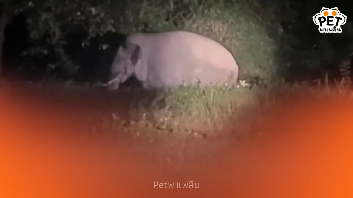 เจอตัวแล้ว! พลายชมวิวปลอดภัย หลังถูกรถชนหายตัวเข้าป่าเขาใหญ่ เจอตัวแล้ว! พลายชมวิวปลอดภัย หลังถูกรถชนหายตัวเข้าป่าเขาใหญ่