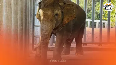 กรมอุทยานฯ แจงภารกิจย้าย ช้างป่า สีดอแก้ว สู่ช่องกล่ำบน