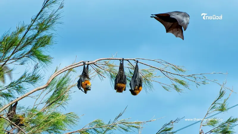 ยังไม่พบไวรัสนิปาห์ในไทย กรมอุทยานฯ สั่งคุมเข้มถ้ำทั่วประเทศ