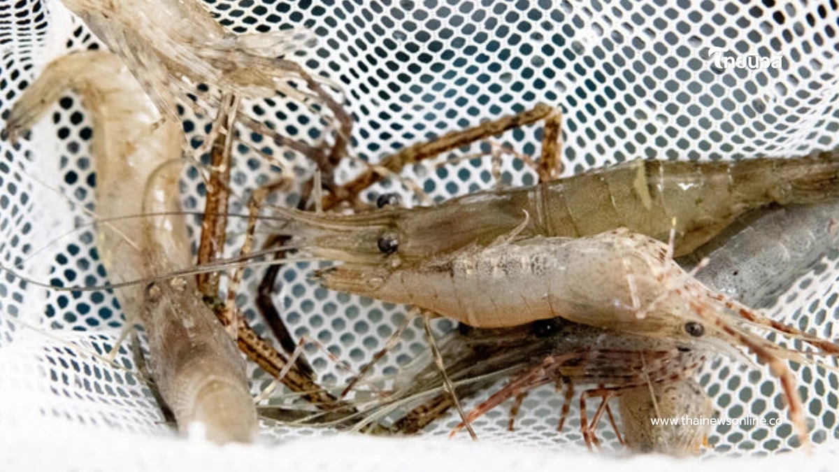 โอกาสทองเกษตรกรไทย ดัน "กุ้งชฎา" ดาวรุ่งใหม่ ป้อนตลาดญี่ปุ่น-จีน