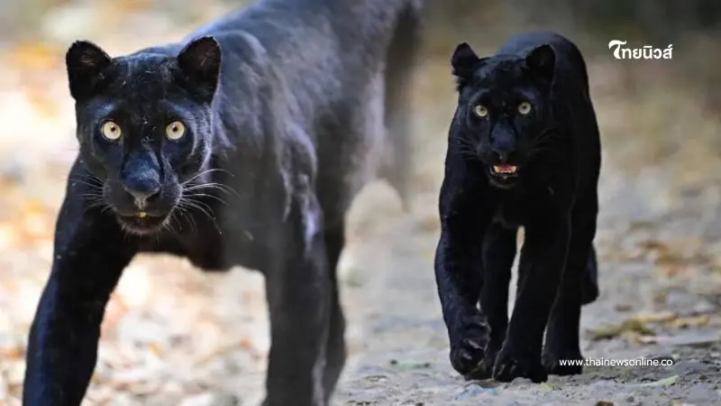 ของขวัญล้ำค่าจากผืนป่า เสือดำ อวดโฉมรับปีใหม่ ณ แก่งกระจาน