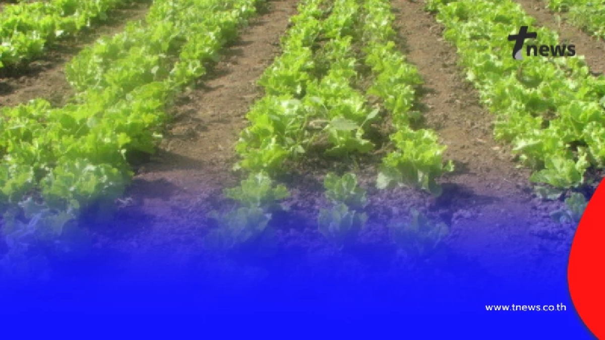 ส่องพืช 57 ชนิด ปลูกแล้วได้ลดภาษีที่ดิน แบ่งเป็น 4 ประเภท