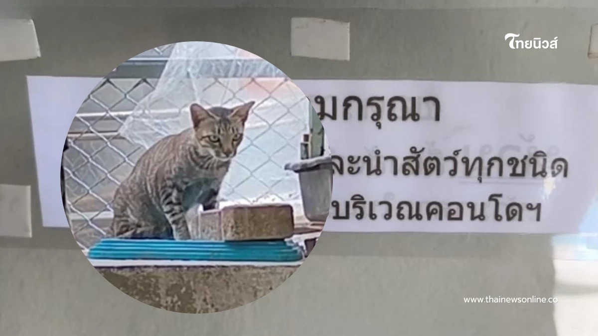 รักแมวจนชีวิตพลิก ลุงวัย 63 เช่าห้องเลี้ยงแมวหลายสิบตัว