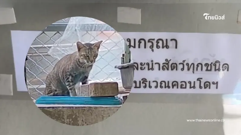 รักแมวจนชีวิตพลิก ลุงวัย 63 เช่าห้องเลี้ยงแมวหลายสิบตัว