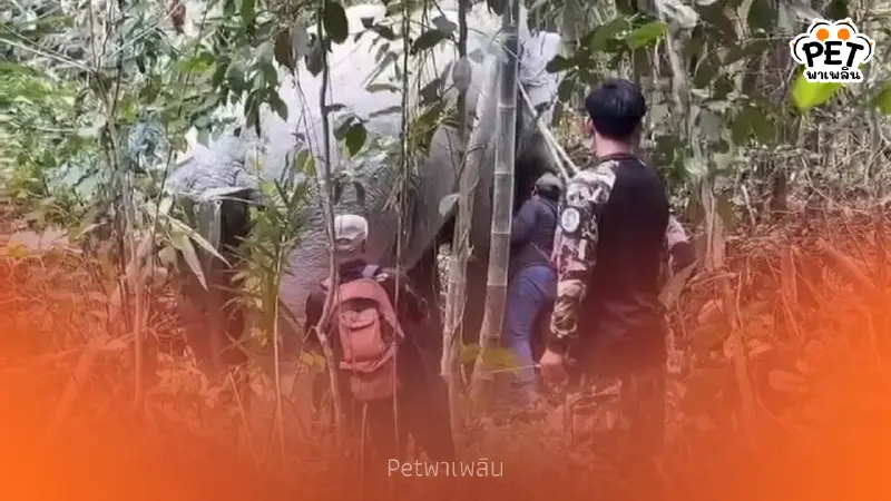 ทีมสัตวแพทย์ลงพื้นที่รักษาพลายมะม่วง พร้อมเช็กปลอกคอ GPS
