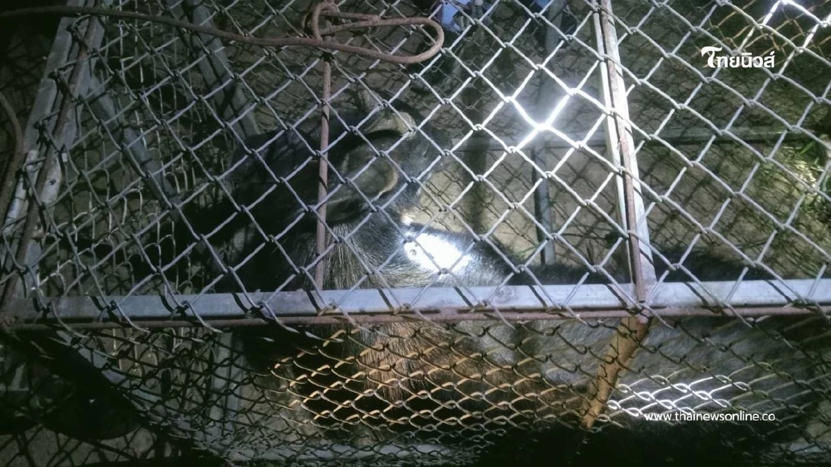 ช่วยเหลือเลียงผาบาดเจ็บ ผ่านการแจ้งผ่านสายด่วนพิทักษ์ป่า 1362 ช่วยเหลือเลียงผาบาดเจ็บ ผ่านการแจ้งผ่านสายด่วนพิทักษ์ป่า 1362