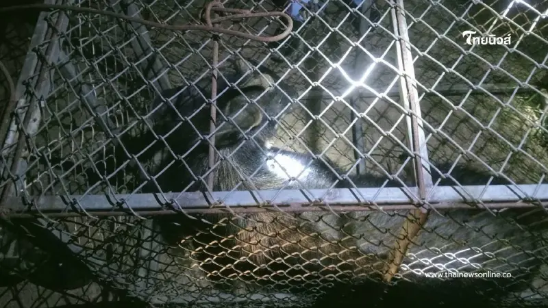 ช่วยเหลือเลียงผาบาดเจ็บ ผ่านการแจ้งผ่านสายด่วนพิทักษ์ป่า 1362 ช่วยเหลือเลียงผาบาดเจ็บ ผ่านการแจ้งผ่านสายด่วนพิทักษ์ป่า 1362