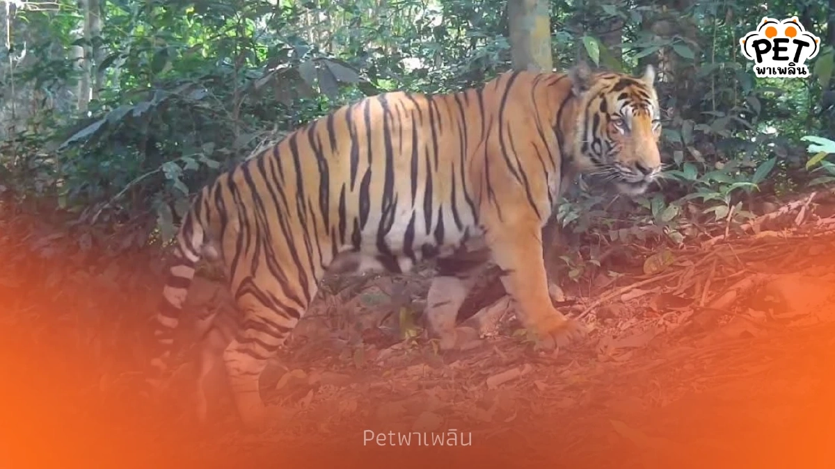 อุทยานแก่งกระจานเผยภาพ "เสือโคร่ง-จระเข้" หลังลาดตระเวน 10 วัน อุทยานแก่งกระจานเผยภาพ "เสือโคร่ง-จระเข้" หลังลาดตระเวน 10 วัน